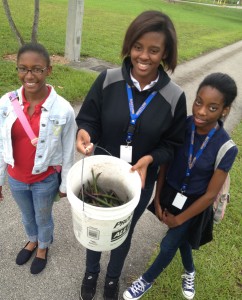 Students with MAST at FIU collect mangrove propagules for a restoration project.