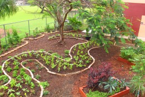 The young crops in Kelsey Pharr Elementary school's new "food forest."