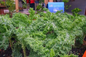 A bed of kale in the Kelsey Pharr Elementary food forest.
