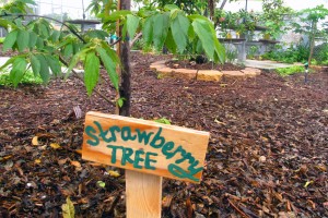 Strawberry tree -- which doesn't grow strawberries -- is one of the fruit trees in the Kelsey Pharr Elementary School food forest.