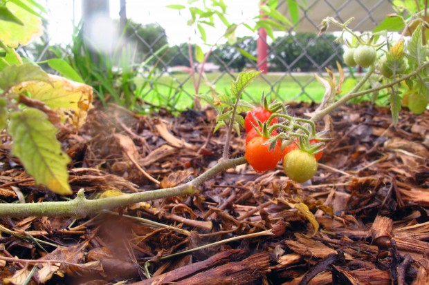 A tomato plant in the food forest.
