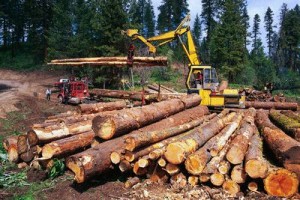 Crane Moving Logs