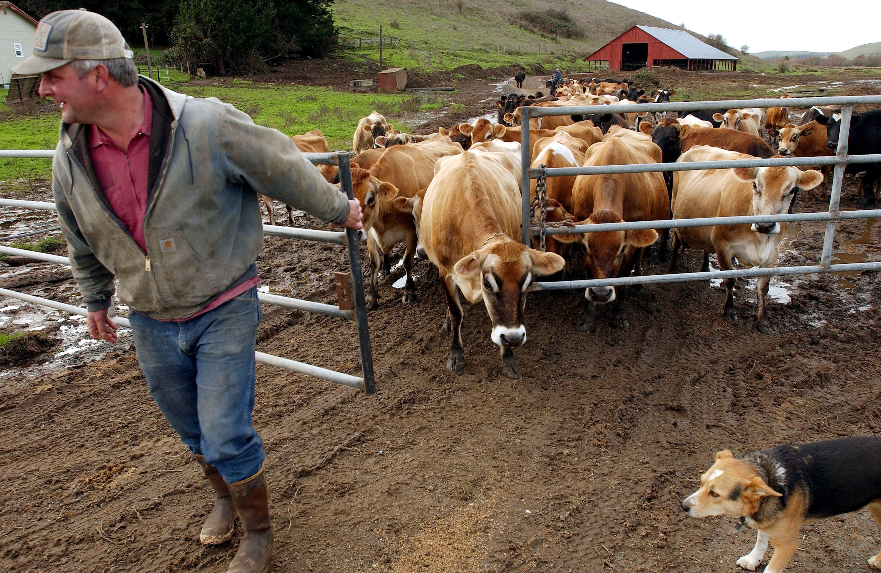 How Does A Cattle Farm Work