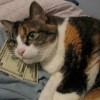 Money Dreams Money Dreams