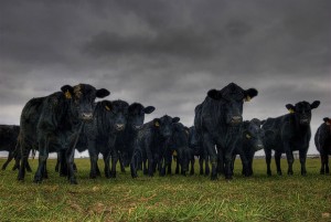 Oklahoma Cows