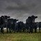 Oklahoma Cows