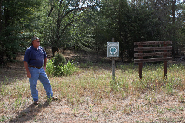State forester Tom Murray stands near the nation's first shelterbelt near Willow, Okla., which has fared well after 80 years. Murray says trees in other sections of the windbreaks are dying from drought and lack of maintenance.