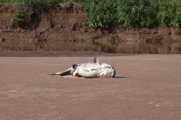 Thousands of large fish, including flatheads and spoonbills, died in the June fish kill on the Salt Fork River.