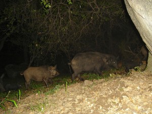 Feral pigs at night.