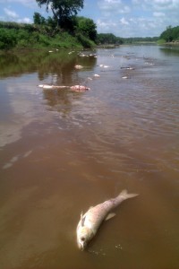 The scene of the Salt Fork fish kill in June 2013.