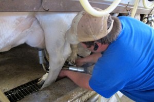 Donald Ray prepares a cow for milking on his step-father's small dairy farm in rural Creek County. 