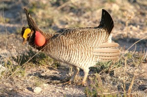 A male lesser prairie chicken