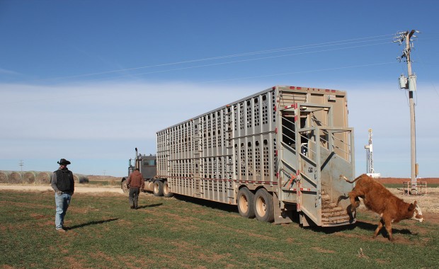 Brandon McCamey, a foreman at the Shirley Ranch helps unload a trailer of Red Angus cattle into a livestock near Alva, Okla. The land McCamey manages is surrounded my temporary water lines used by the oil and gas industry, which create headaches for farmers.