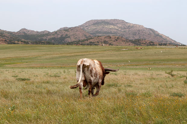 A bull ambles through the Wichita Mountains Wildlife Refuge in western Oklahoma.