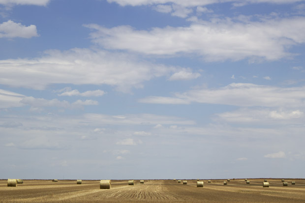 Many farmers in southwest Oklahoma have already abandoned their wheat crops and baled what they can for hay production.