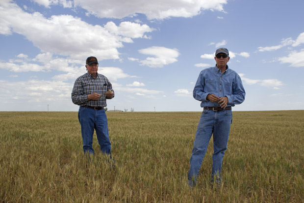 Brothers and business partners Fred and Wayne Schmedt stand in their family's wheat field near Altus in southwest Oklahoma.