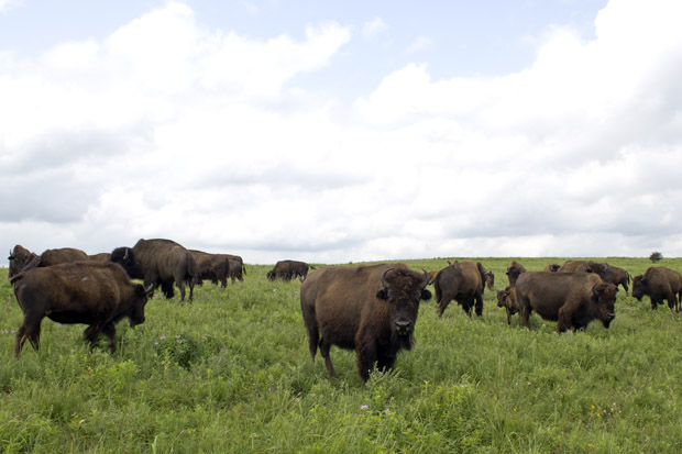 Bison on the Tallgrass Prairie Preserve near Pawhuska, Okla.