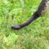 As natural gas drilling expands in northeast Pennsylvania, well sites and pipeline routes are disturbing more and more timber rattlesnake habitats