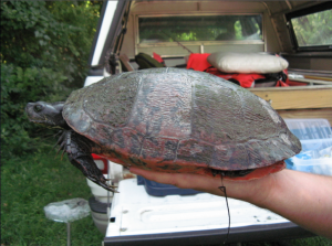 The red-bellied cooter is one of 88 endangered wildlife species in Pennsylvania.