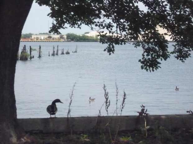 Wildlife along the Delaware River at Washington Avenue Green Park in Philadelphia.