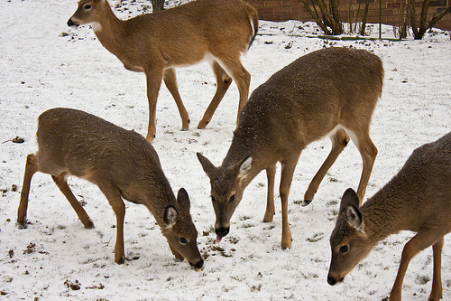 Deer are attracted to salty spots, which can include areas exposed to the salty flowback fluid from gas development.