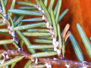 The hemlock woolley adelgid is a pest killing trees up and down the east coast. Scientists say climate change has aided their spread up into New England.