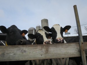Some of Rob Fulper's dairy cows peek out over a fence. 