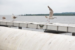 A seagull takes flight from the offshore loading pier out into the Chesapeake Bay.  