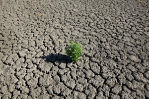 A weed grows out of the dry cracked bed of O.C. Fisher Lake in July. The drought has taken a severe toll on Texas' lakes and rivers.