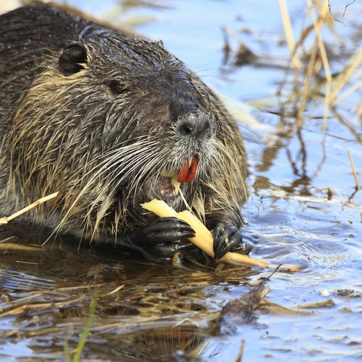 the-dirty-dozen-12-of-the-most-destructive-invasive-animals-in-the