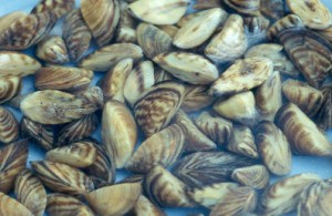 Zebra mussels are named for the stripes on their shells.