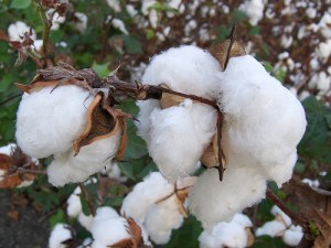 The white fruit of the cotton plant is known as the boll. Texas has led the nation in cotton production for over a century.