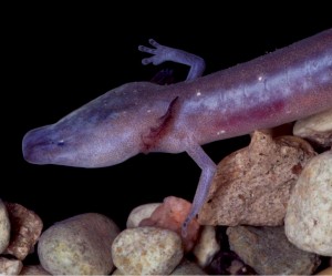 The Austin Blind Salamander is one of the species now listed as endangered in Central Texas. 