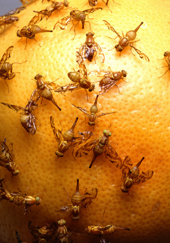 What do fruit flies look like?