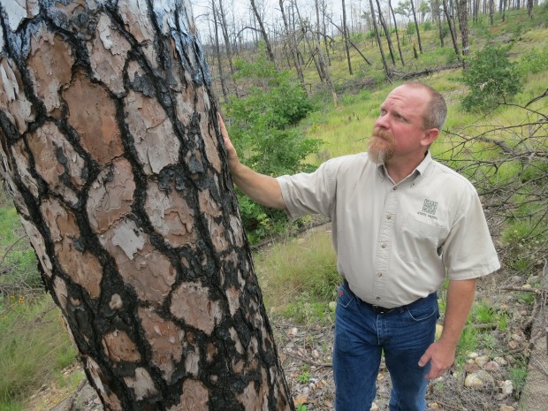 Natural Resources Coodinator Greg Creacy looks at a tree burned in the historic wildfires of 2011. 