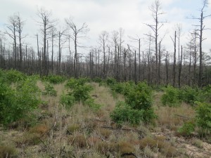Oak trees grow in the foreground, while dead pine trees stand in testament to the fire destructive power. 
