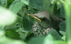A fledgling mockingbird seeks refuge in a Tomato plant in Austin, Texas. Some bird populations are moving their range due to climate change.