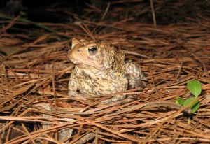 The endangered Houston toad