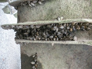 Zebra mussels cluster on the outside of a pipe