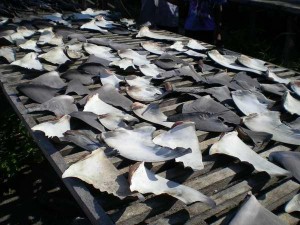 Shark finning is illegal, but still kills thousands of sharks per year.