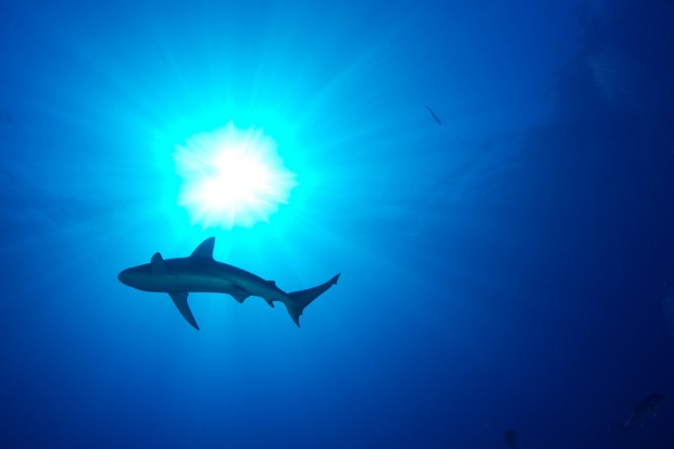 Scientists in the Gulf are conducting groundbreaking research on shark behavior