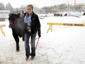 Sarah Lucas, of Ennis, Texas, guides her European Cross Steer to the Steer Show in the snow at Fort Worth Stock Show, Friday, February 4, 2011, in Fort Worth, Texas. 