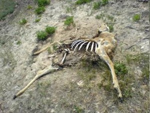Anthrax infected deer carcass 