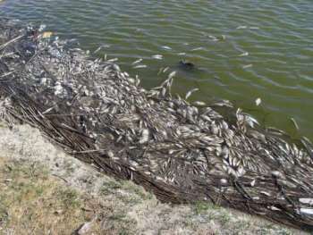 Dead fish washed ashore during a toxic bloom of golden alga in Canyon Lakes in Lubbock, Texas.