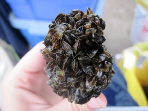 Zebra mussels attached to native mussels.