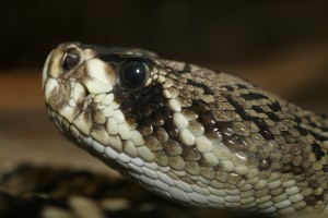 An Eastern Diamondback Rattlesnake.