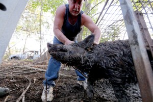 Texas is facing an invasion of feral hogs. Can an app help?