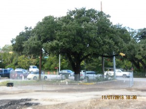The "Taco Bell Tree," a 130-year old Live Oak in Austin, is weeks away from being demolished in order to expand an intersection. 