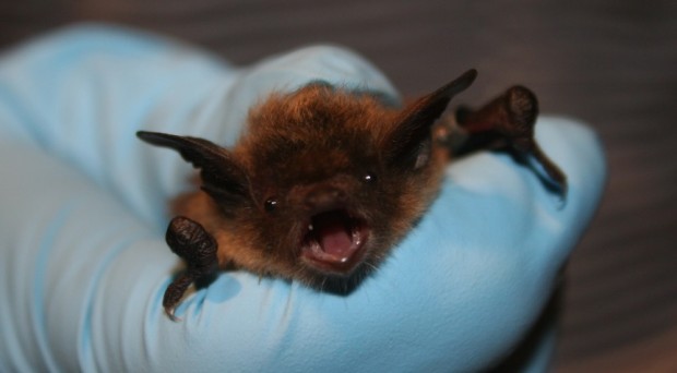 USFWS biologist holds little brown bat.   