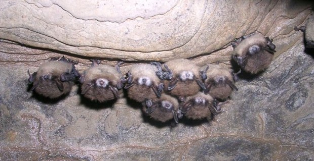 A little brown bat found in a New York cave exhibits fungal growth on its muzzle, ears and wings. 